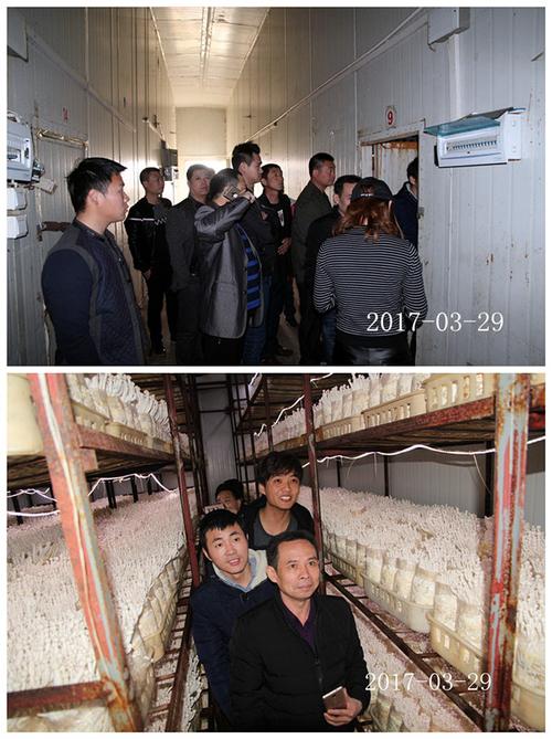 合肥市廬陽區(qū)食用菌協(xié)會學(xué)員在合肥立新菌種場海鮮菇工廠化種植培訓(xùn)